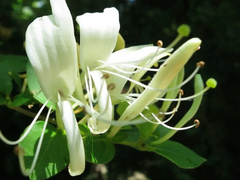 Hương thơm Honeysuckle Honeysuckle