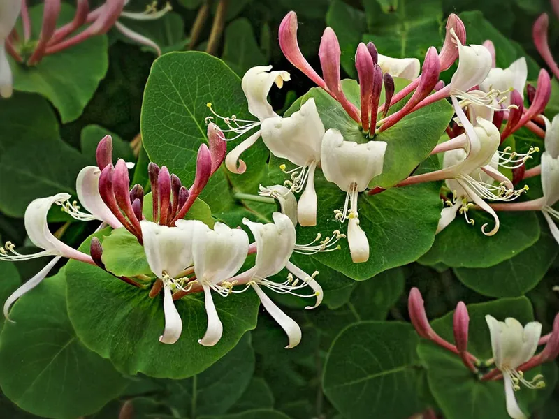 Hoa Honeysuckle được nhiều người yêu thích