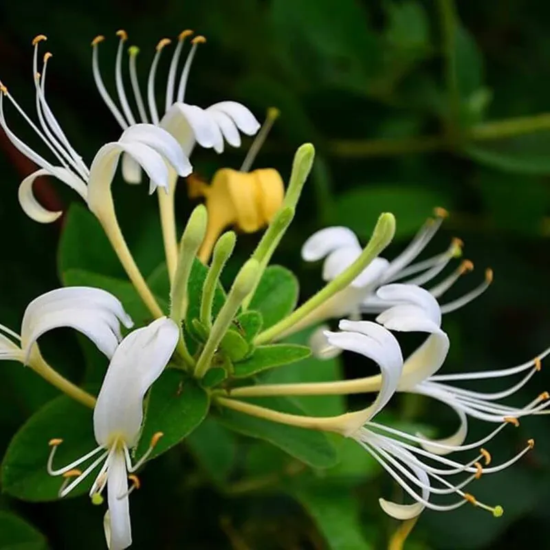 Honeysuckle nở hoa vào mùa hè