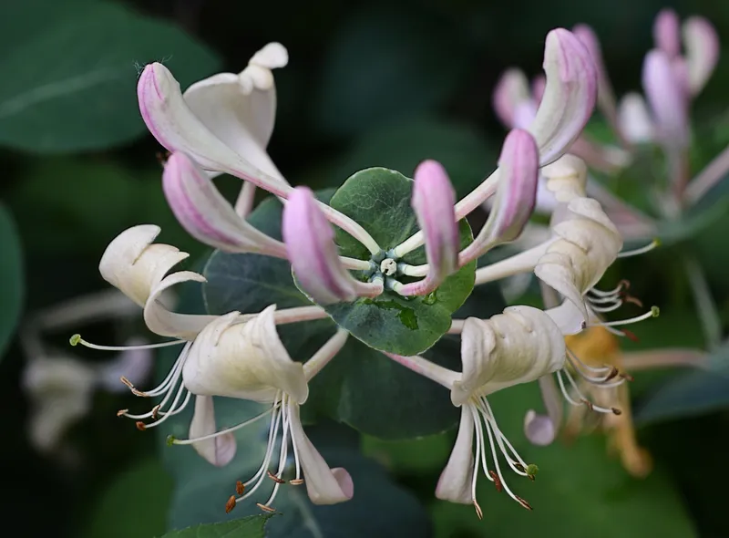 Hình ảnh nổi bật của Honeysuckle