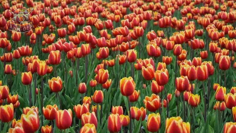 Hình nền hoa tulip đa màu sắc cho màn hình của bạn