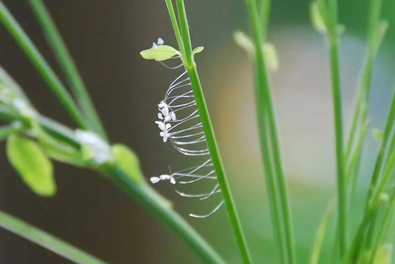 Hình ảnh của hoa đập độc đáo, thu hút mọi ánh mắt