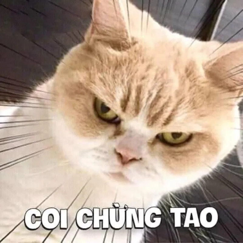 Không giới hạn với những hình ảnh meme nóng nhất