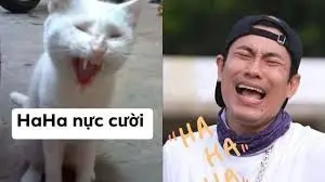 Meme người tạo ra tiếng cười với biểu cảm hài hước