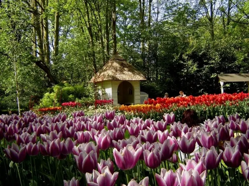 The brilliant tulip field, where the beauty of tulips blooms perfectly.