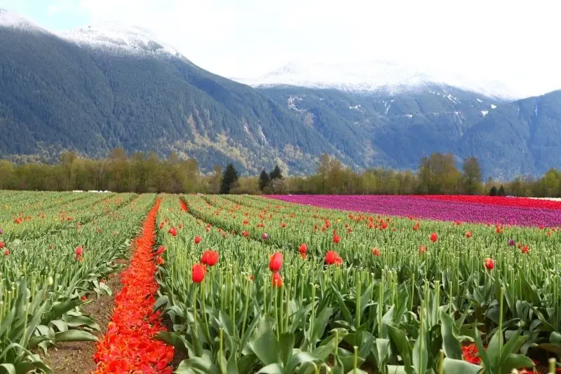 Enjoy the beauty of the brilliant tulip field in the poetic space.