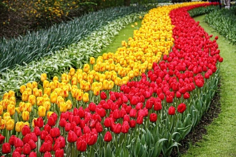 Landscape of the colorful tulip garden in the middle of the endless flower field.