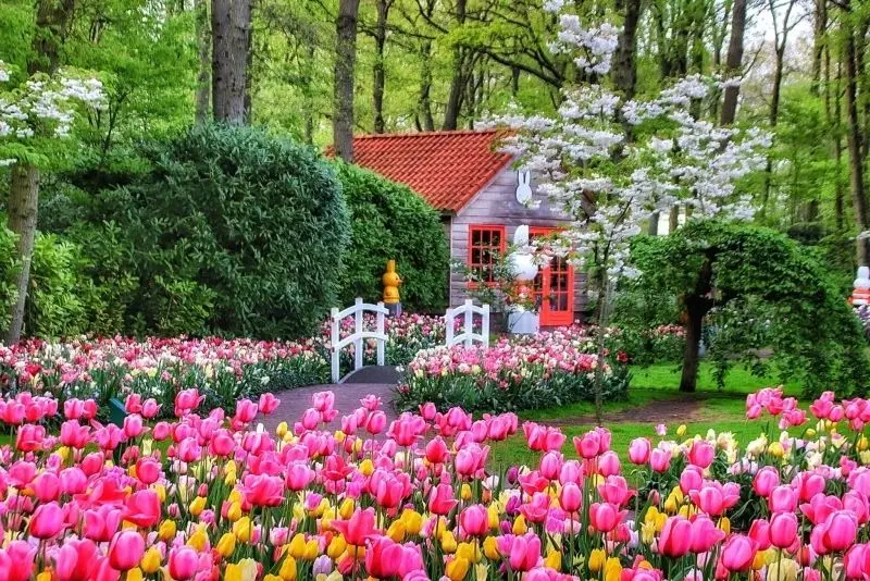 Brilliant tulip fields, ideal destinations for beautiful photos.