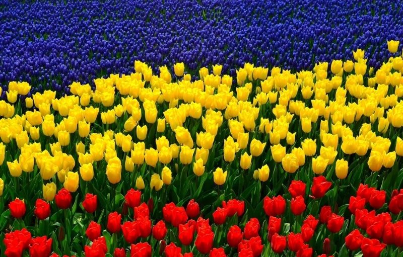 The scenery of colorful tulips is the focus of the brilliant flower field.