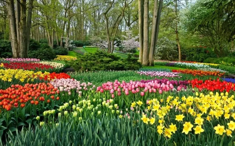 The bright tulip fields, the natural picture cannot be missed.