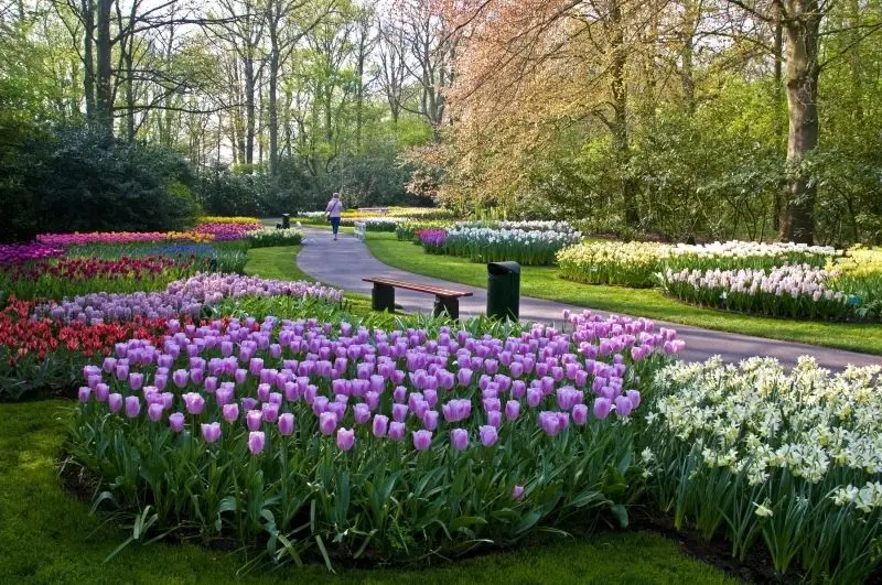 Walking in the middle of the brilliant tulip field, admire the blooming tulips.