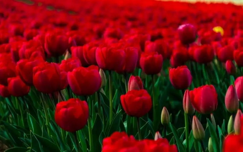 Landscape of colorful tulip garden, colorful paradise in the field.