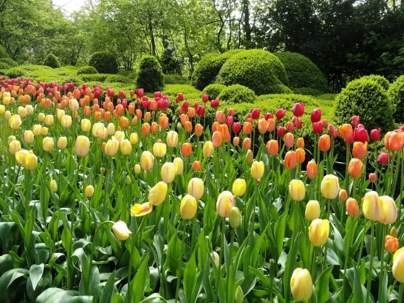 Brilliant tulip fields, where flowers about flowers come true.