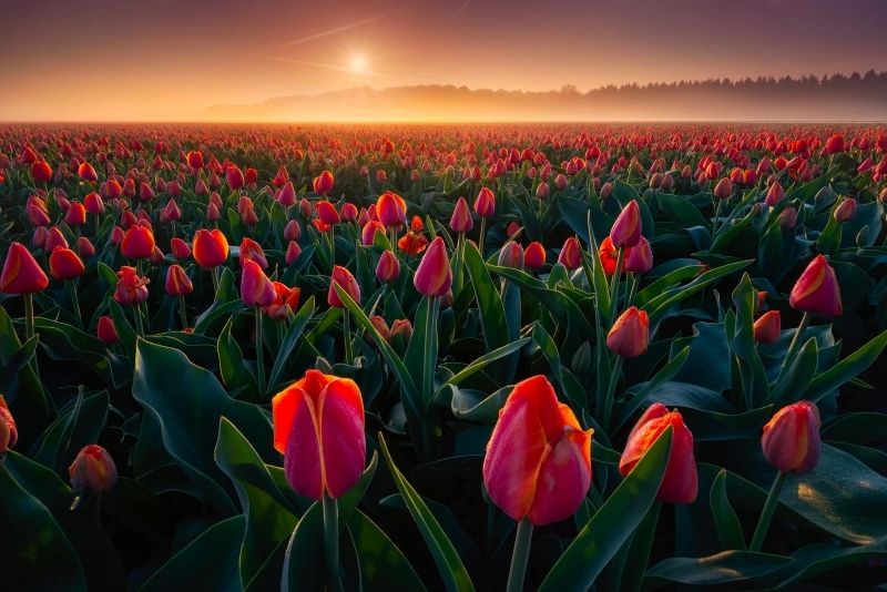 Walking in the brilliant tulip field, dropping the soul according to the natural scent.