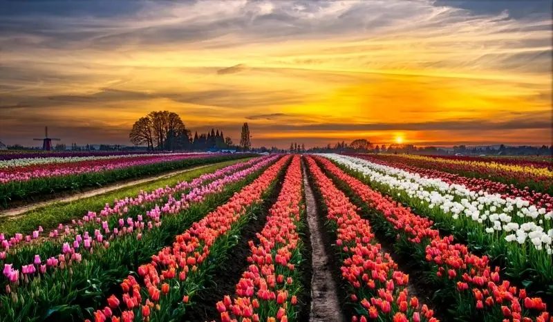 The scenery of the colorful tulip garden lights brightly.