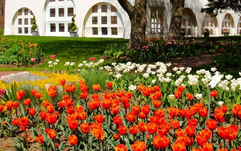 The bright tulip fields with red, yellow and pink are perfectly interwoven.