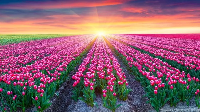 Landscape of colorful tulip garden in the field of immense fields.