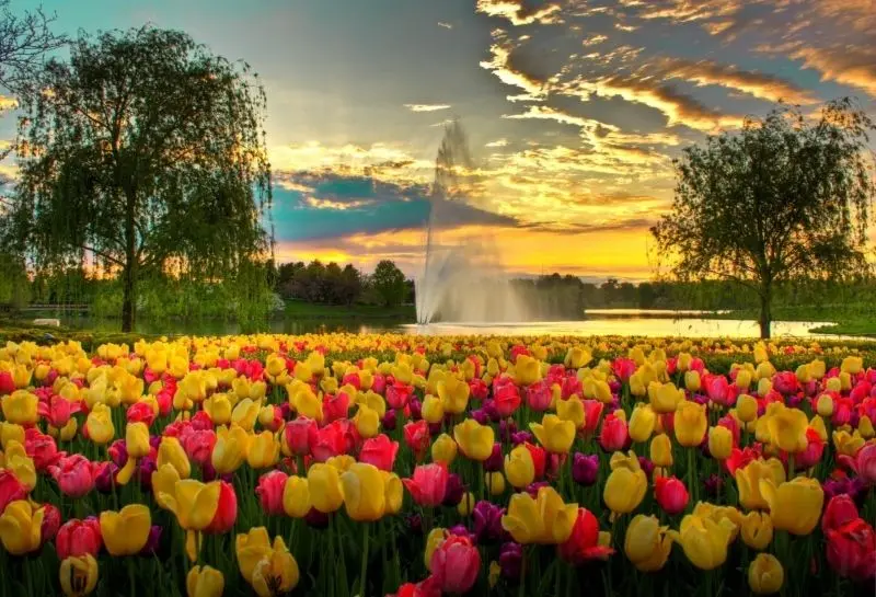 The brilliant tulip field, the highlight of the tulip landscape.