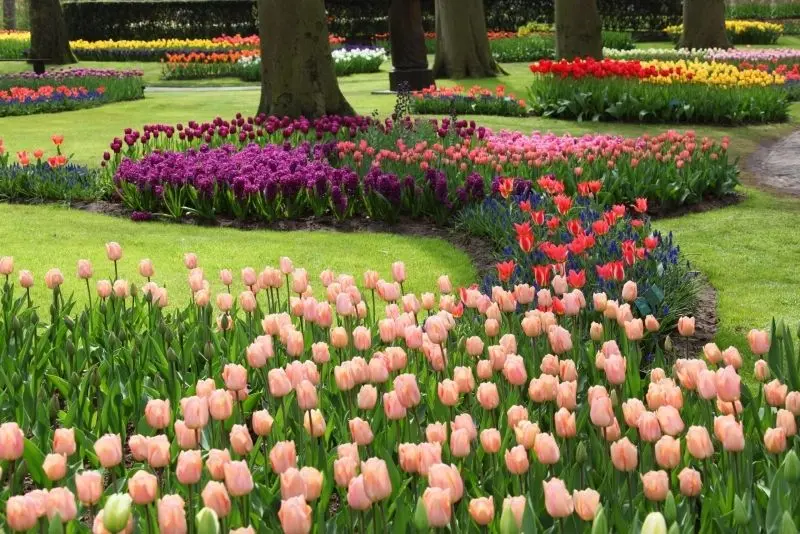 The brilliant tulip field, the ideal space for the souls of love.