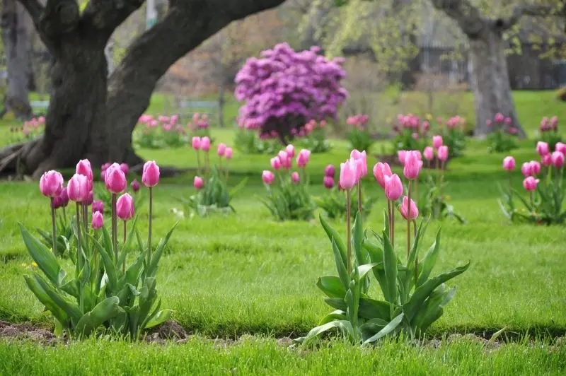 The scenery of colorful tulips garden with yellow sunshine spreads on the fields.