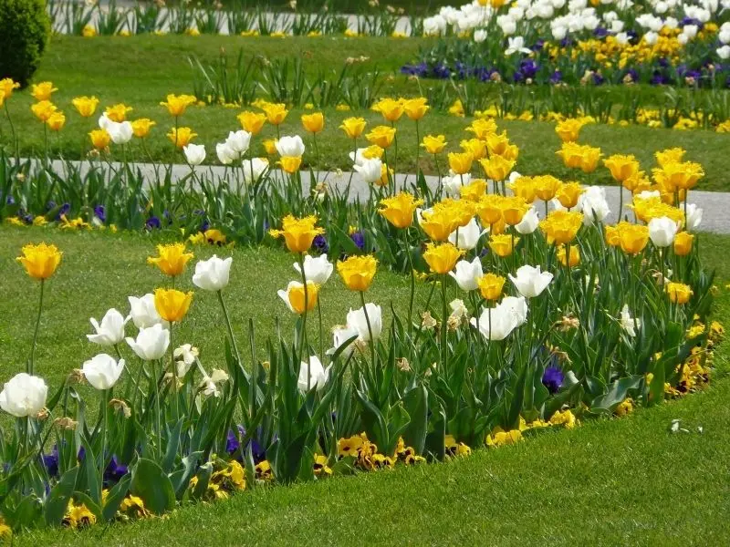 The tulip field is brilliant, where you immerse yourself in the colorful space.