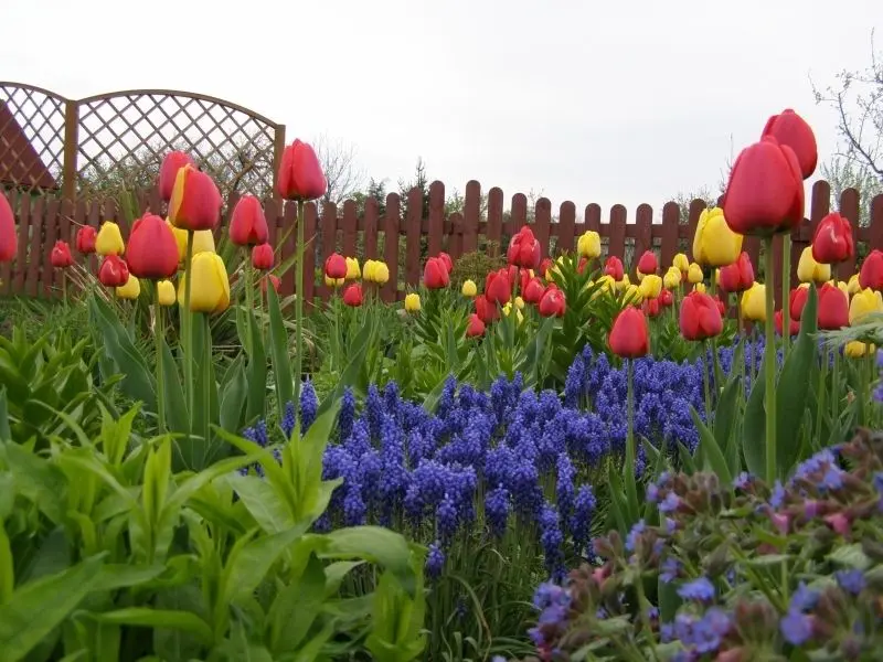 The tulips on the brilliant fields create a magical beauty.