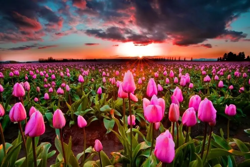 The scenery of colorful tulip garden stretches on the brilliant fields.