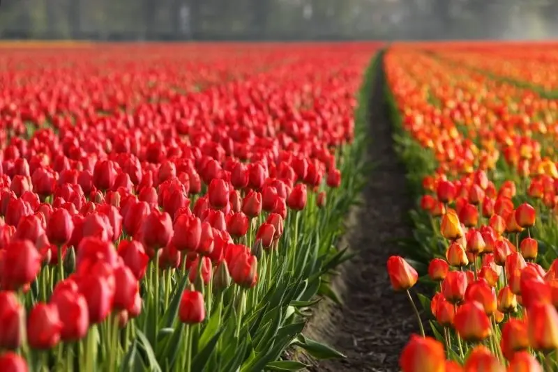 The brilliant tulip fields glowed in the spring full of vitality.