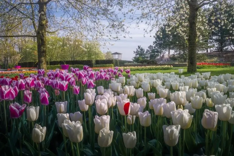 The scenery of colorful tulips garden, which honors the natural beauty of flowers.