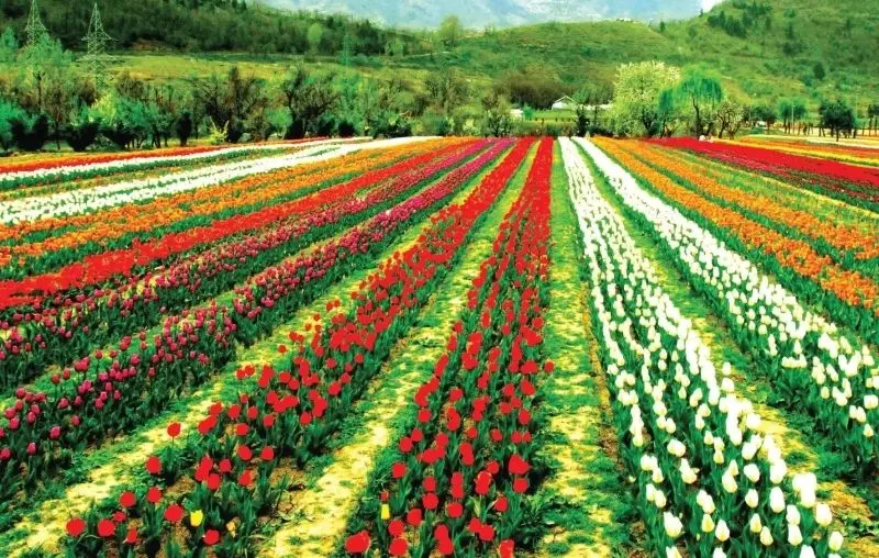 The bright tulip fields, the green space with impressive colors.