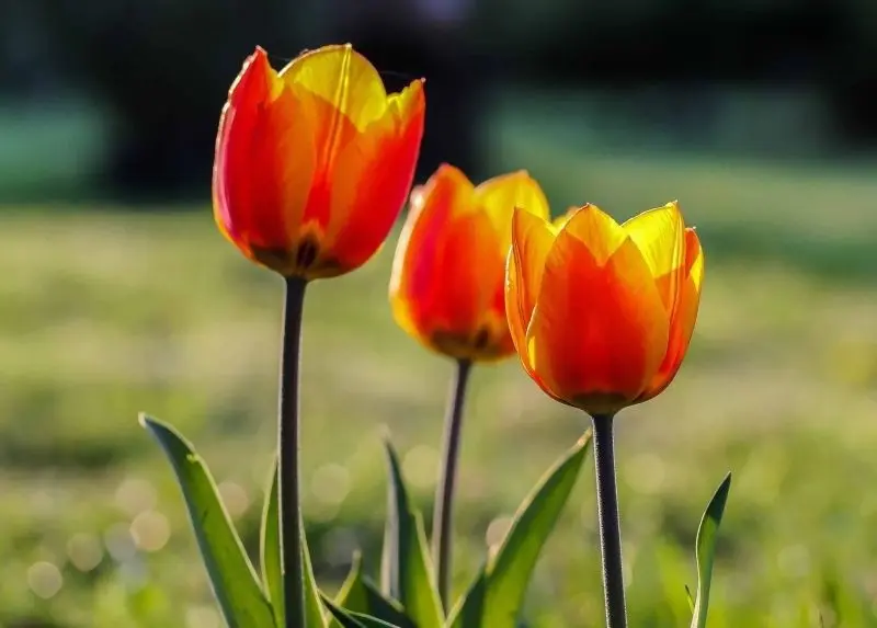 Enjoy the beauty of the brilliant tulip in the blue sky.