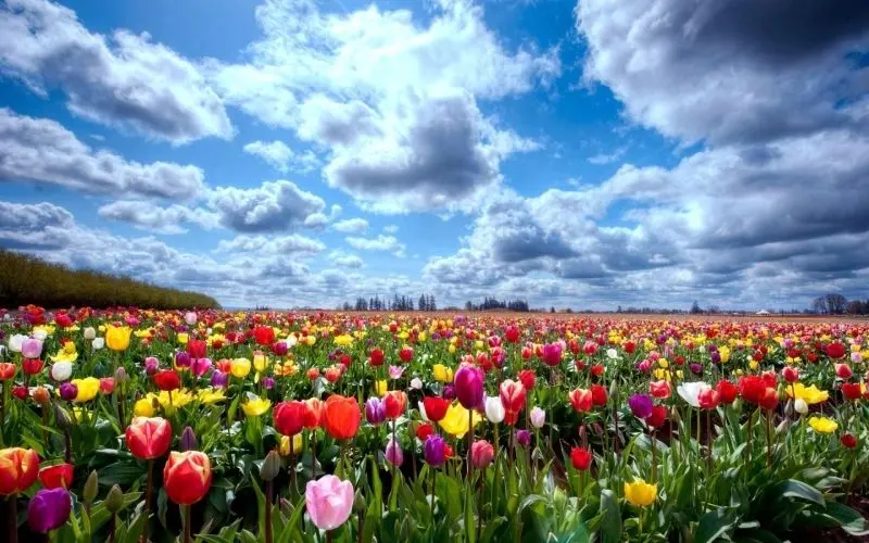 The scenery of colorful tulips garden captivates many souls of nature.