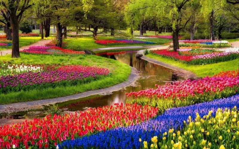 The tulip field is brilliant, where the colors intersect in the romantic space.