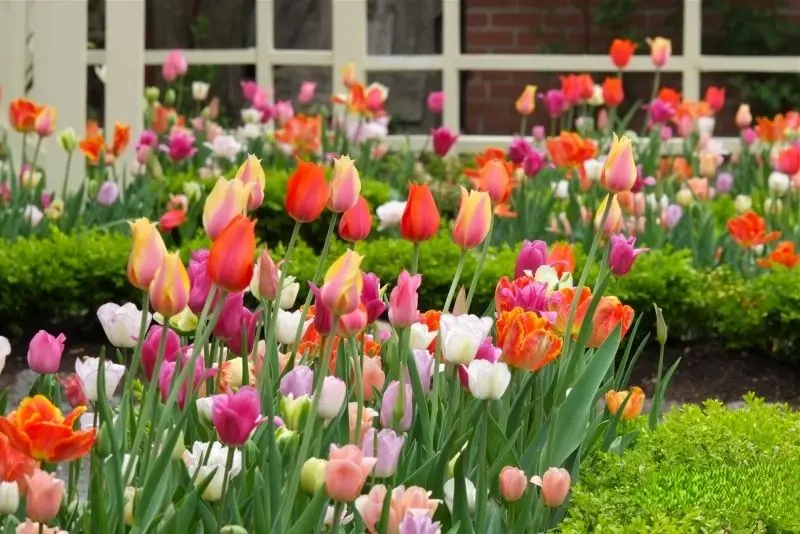 The colorful tulip garden adorns the brilliant and enchanting fields.