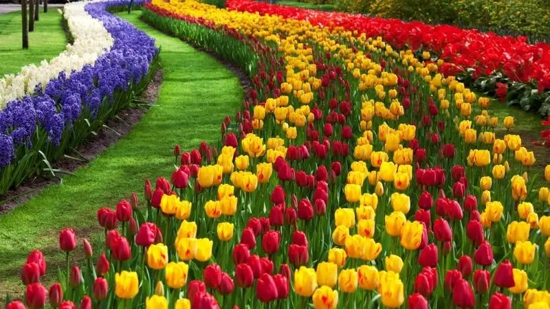 Admire the brilliant tulip field, release souls with each shake petals.