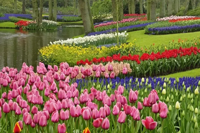 Landscape of colorful tulip garden, symbol of pure beauty.