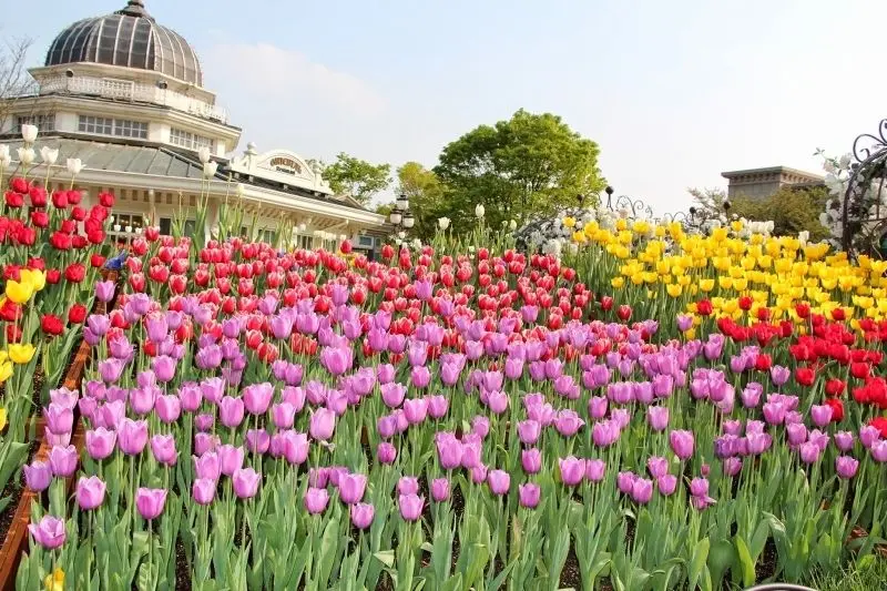 The bright tulips create a field full of vitality and freshness.