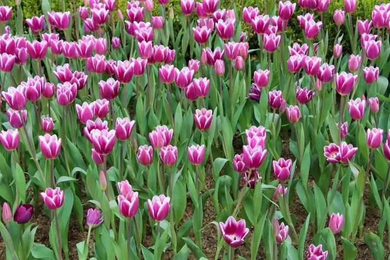 Brilliant tulip fields, flower paradise for those who love romance.