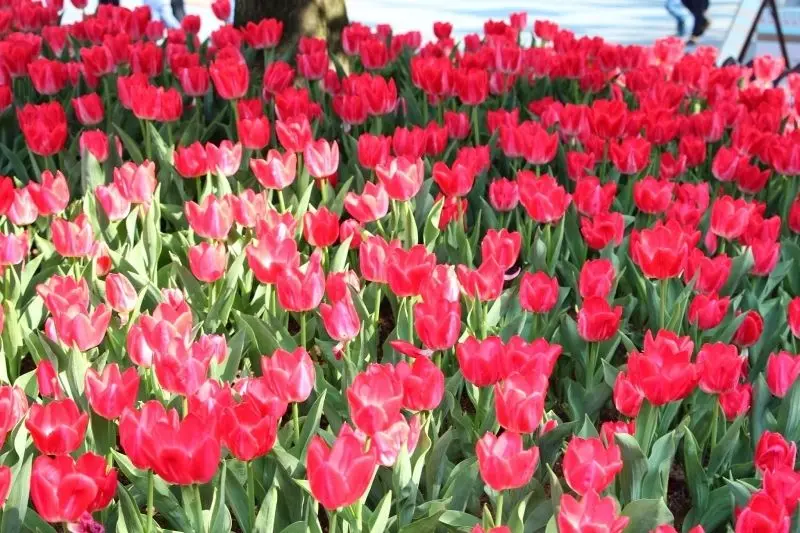 Landscape of colorful tulip garden, where peace and color found.