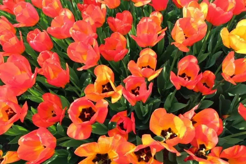 Walking in the middle of the brilliant tulip field, enjoying the sweet floral fragrance.