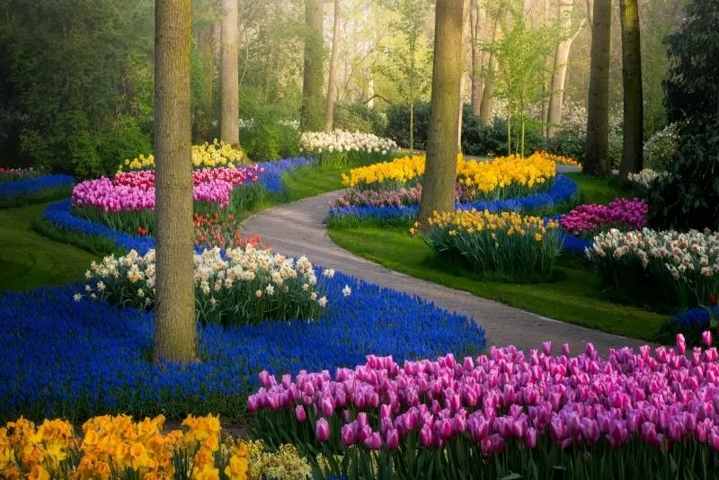 The colorful tulip garden amidst the brilliant field, the highlight of spring.