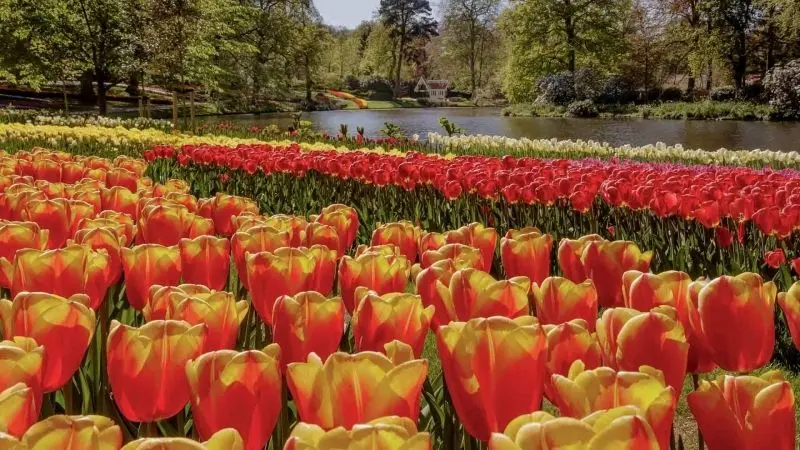 Landscape of colorful tulip garden, experience not to be missed.