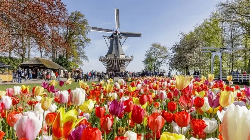 The bright tulip field with thousands of colorful tulips.