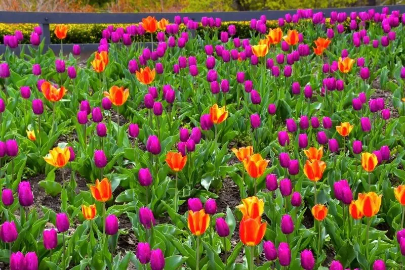 Tulips in the brilliant field brings gentle and attractive beauty.