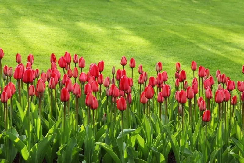 Landscape of colorful tulip garden, which keeps the memorable moment.