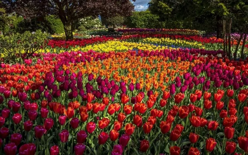 The brilliant tulip fields stretched with red, orange, and golden tulips.