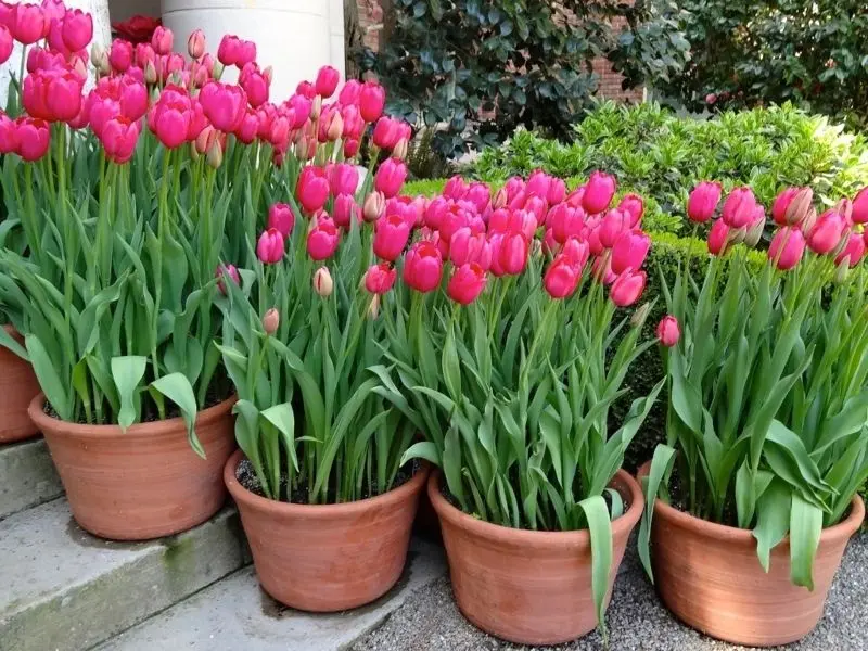 Landscape of colorful tulip garden, perfect dots of nature.