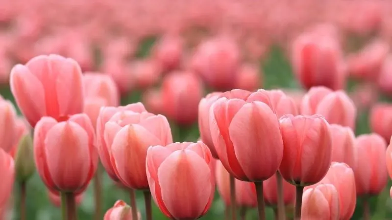 The brilliant tulip field creates a romantic and poetic space.