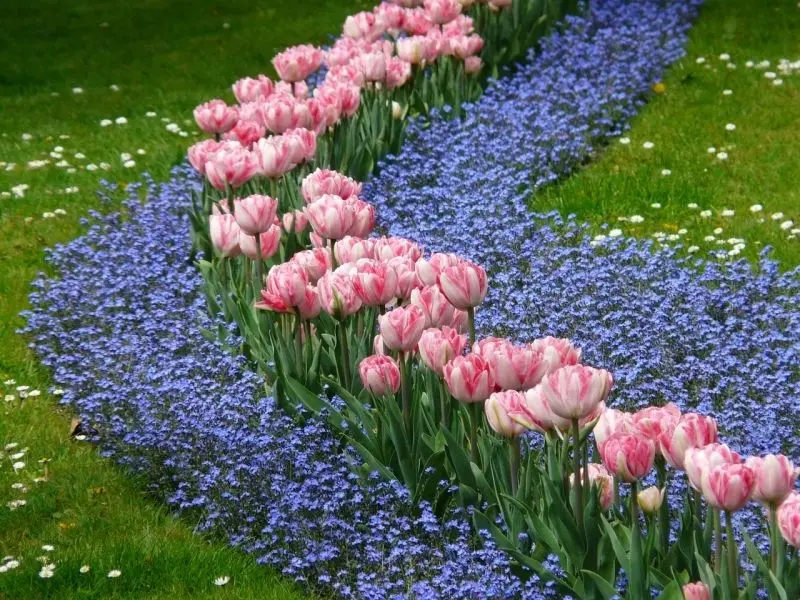 The colorful tulip garden in the middle of the brilliant field, is an ideal place to check-in.