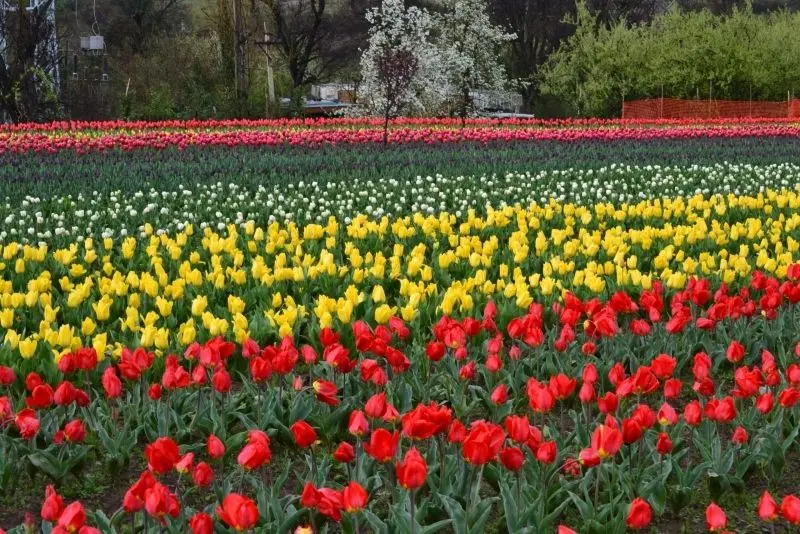 Landscape of colorful tulip garden with harmonious flowers in harmony between nature.